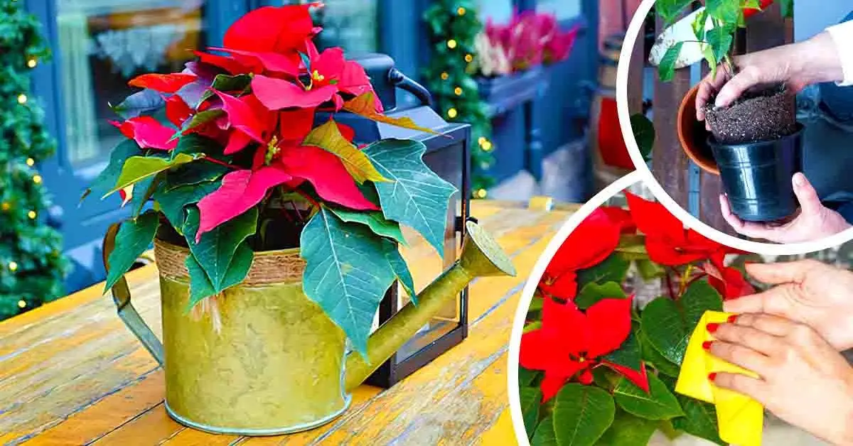 Flor de Navidad: descubre cómo plantar y mantener esta magnífica flor ...